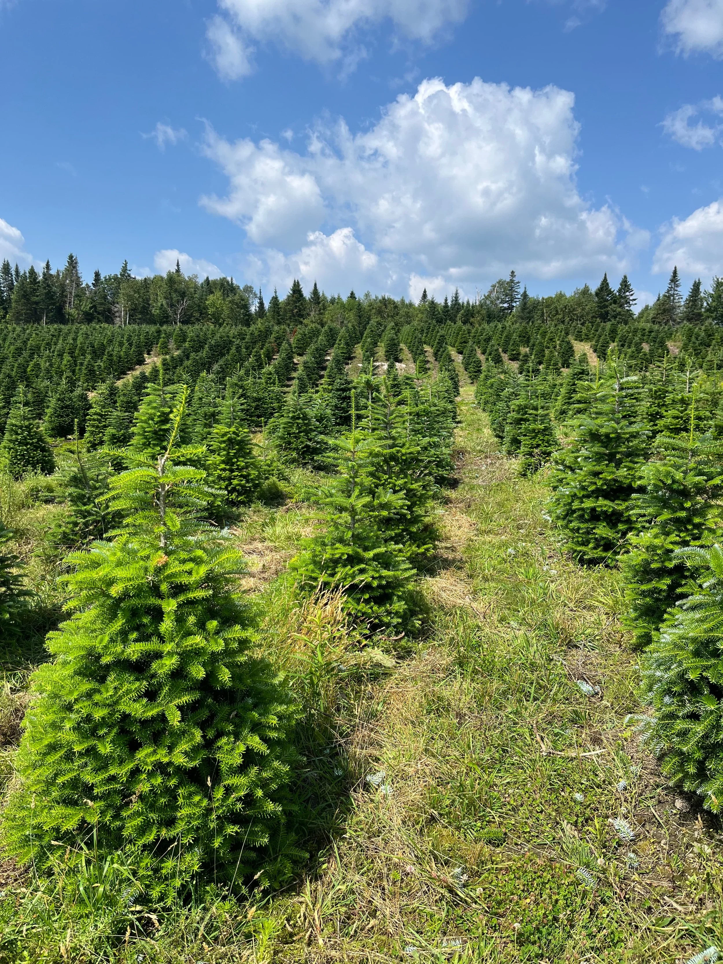 Trees | Mitchell Christmas Trees | Scottsdale